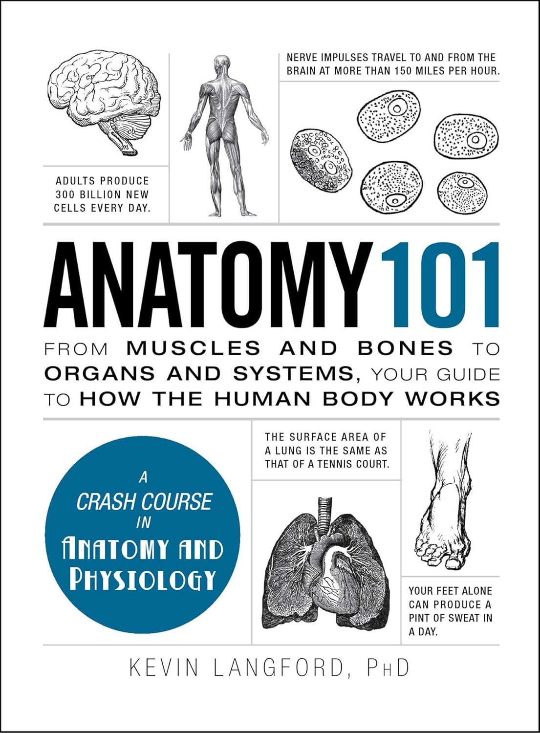 Anatomy 101: From Muscles and Bones to Organs and Systems, Your Guide to How the Human Body Works by Kevin Langford